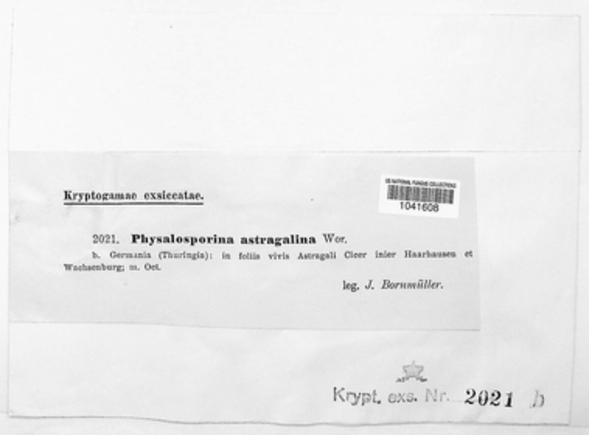 Physalosporina astragalina image